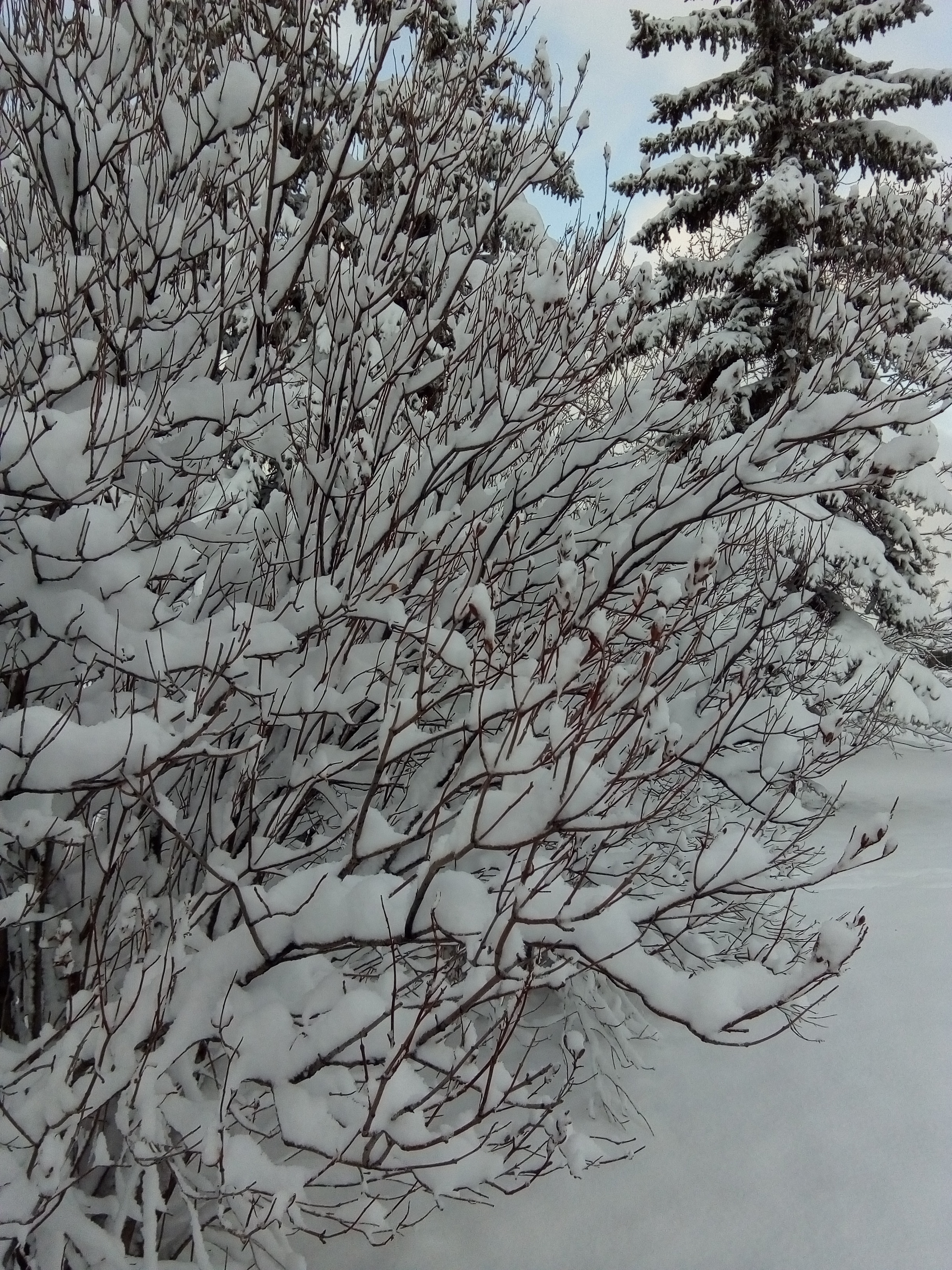 Shoot in Lethbridge Alberta-1 Nov 2019